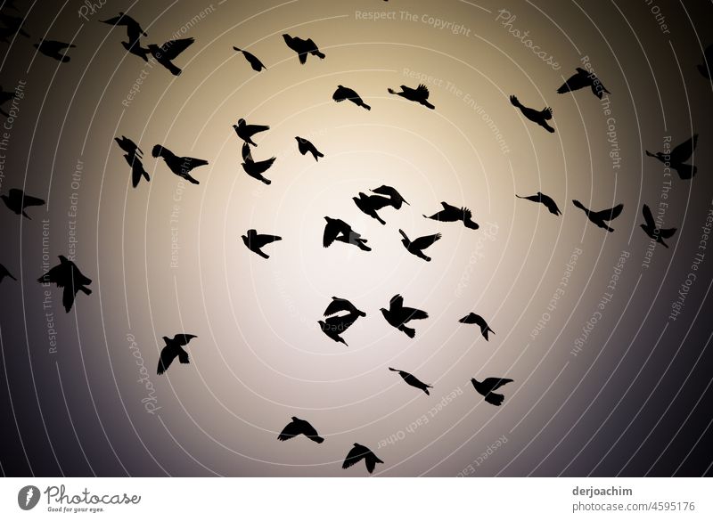 Die Schönheit im Auge des Betrachters  /  Rundflug der Vögel Lebewesen Vogelwelt Stufe vogel Natur Tiere fliegen Flug Schwingen Farbig Tierwelt