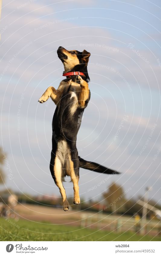 Der Sprung Sommer Hund 1 Tier Fitness springen sportlich Freude Kraft Lebensfreude Leichtigkeit Farbfoto Tag Tierporträt Ganzkörperaufnahme