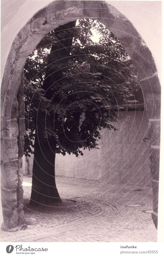 Torbaum Baum Einfahrt Schwarzweißfoto Bogen Pflastersteine