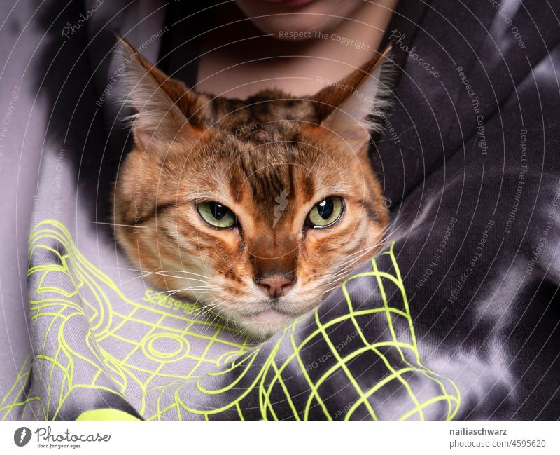 Angry cat Blick nach vorn Nahaufnahme Studioaufnahme Farbfoto Ausdauer Tierliebe selbstbewußt Freude weich dünn niedlich Neugier beobachten Haustier schön