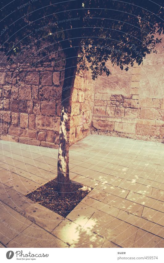 Pflanze | Gefangenschaft Dekoration & Verzierung Natur Erde Baum Stadt Platz Mauer Wand Stein dünn historisch trist trocken Wärme braun Mallorca zierlich