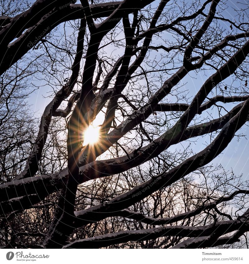 Gute Aussichten. Umwelt Natur Himmel Sonne Sonnenlicht Winter Schönes Wetter Baum Wald ästhetisch natürlich blau schwarz weiß Gefühle Lebensfreude Ast Schnee