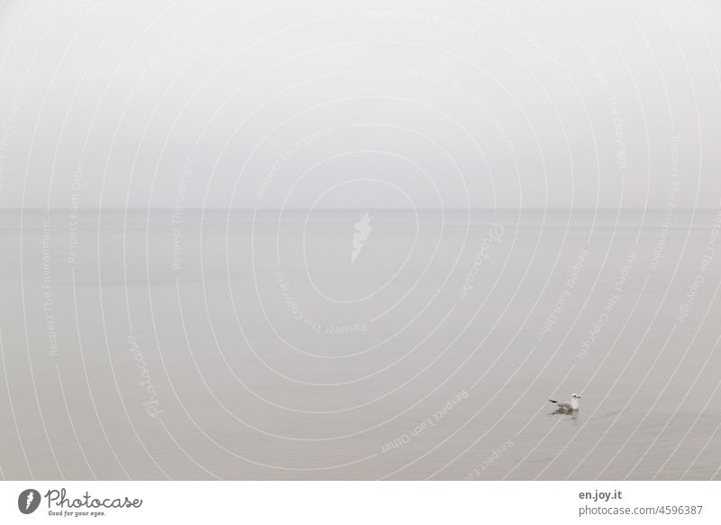 Möwe Meer Ostsee Horizont Himmel grau bewölkt Vogel Wasservogel Tier Natur Wildtier Textfreiraum oben Außenaufnahme Menschenleer 1 Möwenvögel Tag