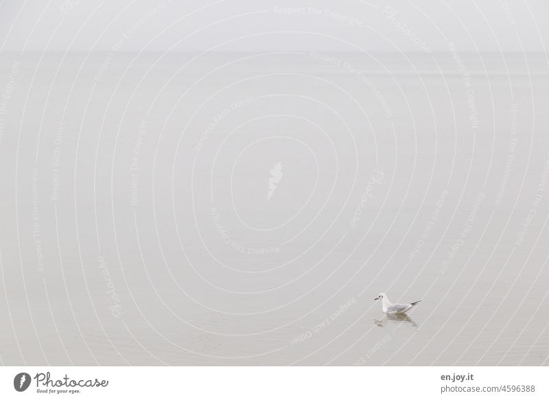 Möwe schwimmt in der Ostsee Meer Horizont Vogel Tier eins Spiegelung im Wasser grau allein einsam minimalistisch High Key Textfreiraum oben Textfreiraum links