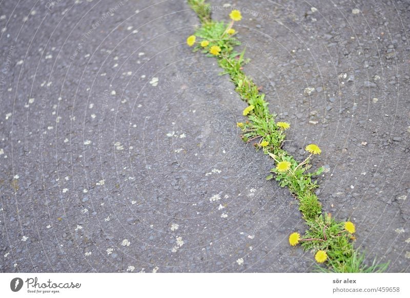 zukunft ohne menschen Umwelt Natur Pflanze Blume Gras Blüte Löwenzahn Platz nachhaltig natürlich Stadt Ausdauer Kraft Leben Überleben Umweltschutz