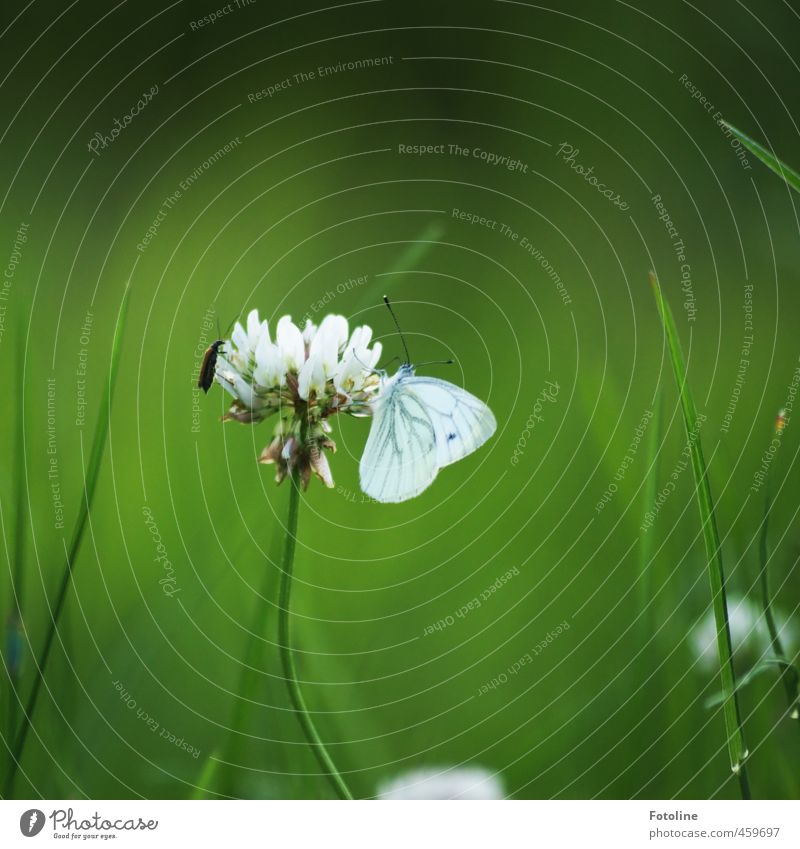 Schmetterling küsst Klee... Umwelt Natur Pflanze Tier Sommer Gras Garten Wiese Käfer nah Wärme grün weiß Kleeblüte Halm Farbfoto mehrfarbig Außenaufnahme