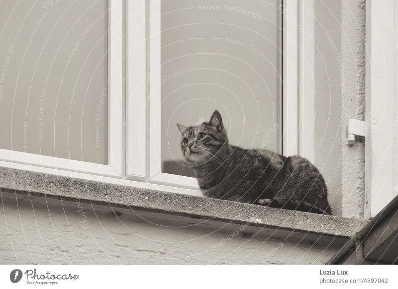 Tigerkatze wartet auf dem Fenstersims darauf, dass sie jemand hereinlässt Katze kauern kauernd warten wartend Haustier beobachtend Beobachtende Katze Tier