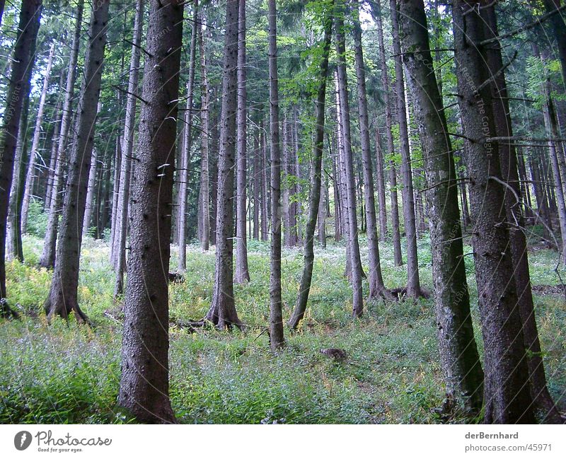 Bergwald Wald Baum Wiese Waldlichtung grün Berge u. Gebirge Natur Landschaft