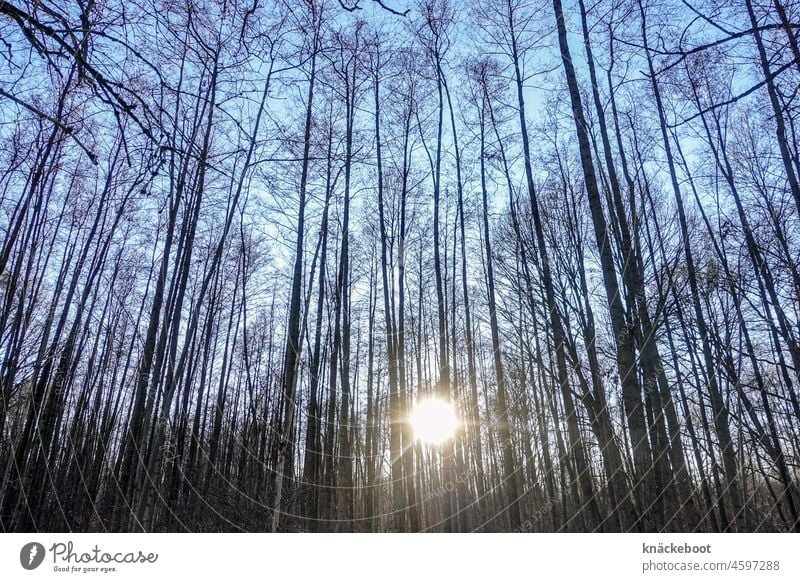 wald Wald Baum Natur Sonne Sonnenstrahlen Licht Menschenleer Sonnenlicht Gegenlicht Winter Bäume Landschaft