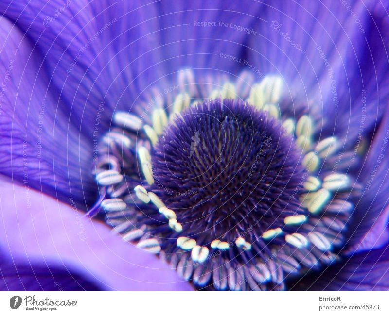 violette Mohnblume Blume Grünpflanze Garten Pflanze Natur Makroaufnahme Nahaufnahme