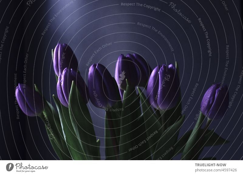 Tulpen violett / Zwielicht in Melancholie / Träume berührend Blumenstrauss Tulipa Liliaceae Schnittblumen lila Raum Morgenlicht Frühlicht Dämmerung Abend Licht