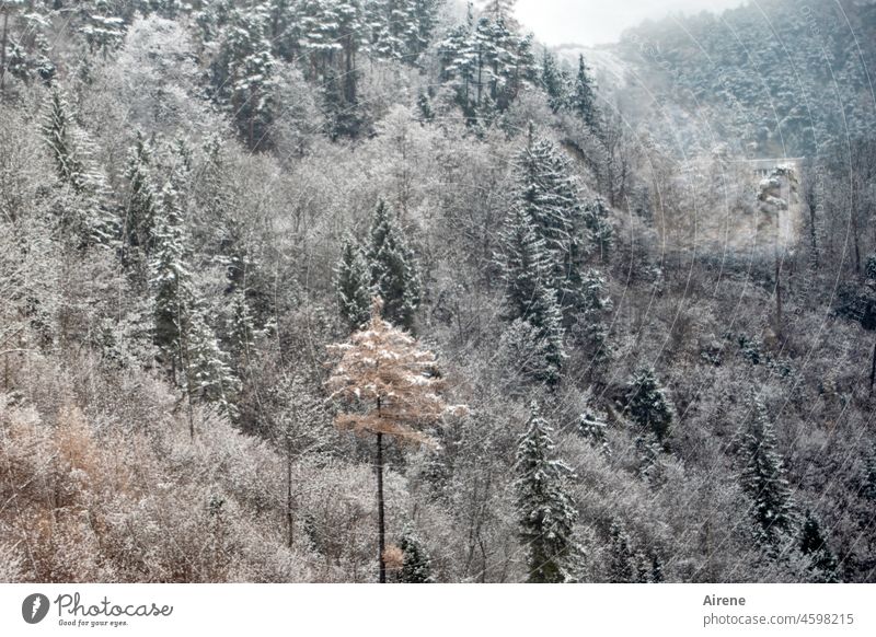 Hoch im dunklen Tal - ein jeder Baum verwandelt - Winterruhezeit Bergwald Schnee weiß Wald Nadelwald steil Tannen verschneit winterlich Schneebedeckte Gipfel