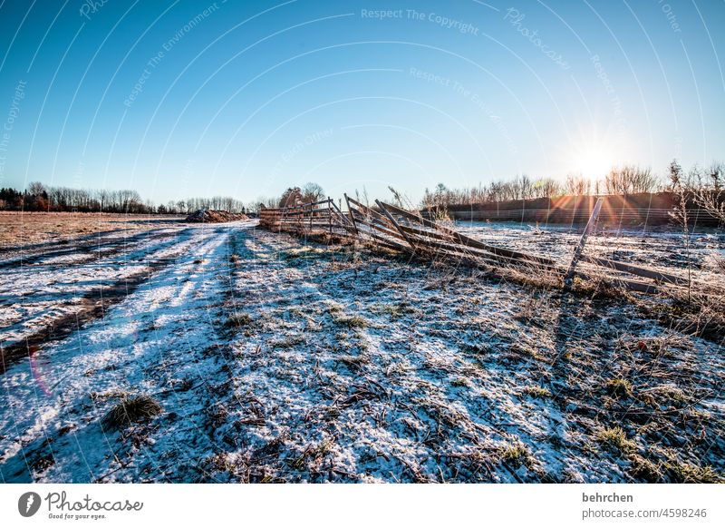 wintermorgen Gegenlicht Sonne Sonnenlicht Gräser Zaun verträumt schön idyllisch Heimat Acker Landwirtschaft Idylle Außenaufnahme Wetter stille Bäume Feld