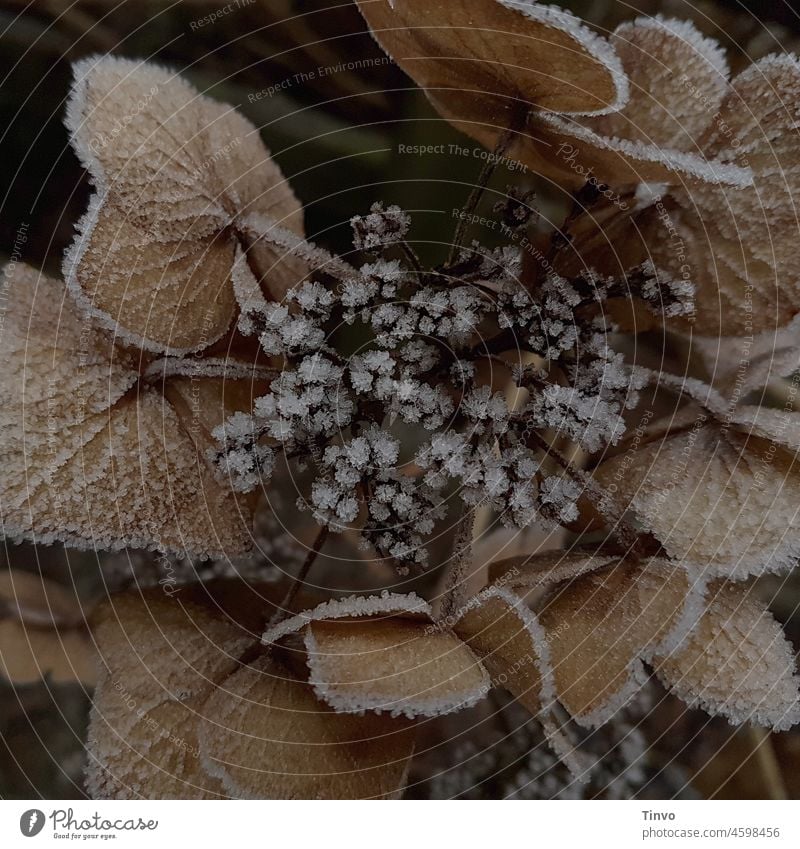Mit Raureif bedeckte Hortensienblüte Blüte Pflanze Blume Außenaufnahme Nahaufnahme Menschenleer Farbfoto Natur Garten Winter winterlich Kält kalt frostig Frost
