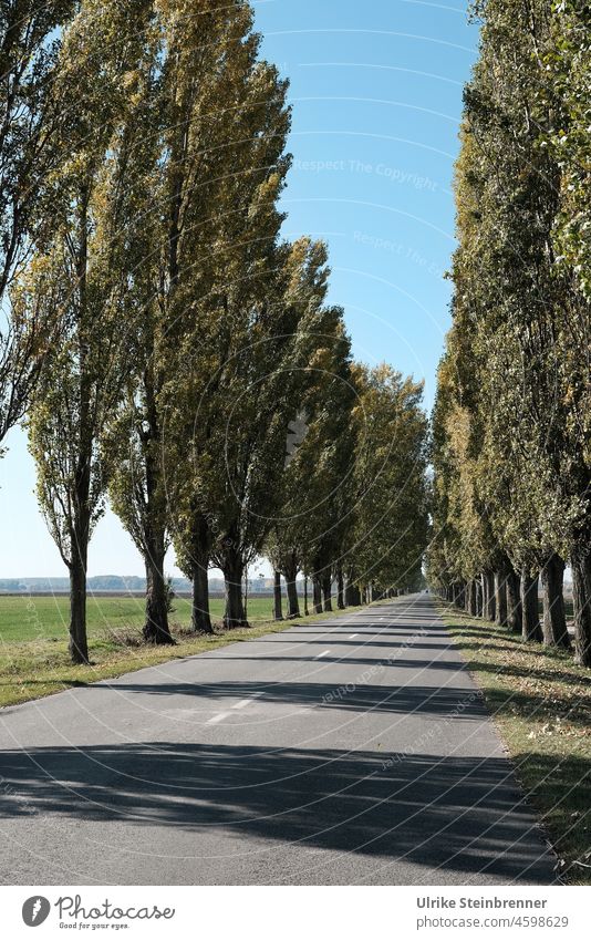 Alleestraße von Kalocsa in Ungarn an die Donau Allesstraße Straßenallee Wege & Pfade Baum Landschaft Baumreihe Reihe Linie Natur Zentralperspektive Verkehrswege