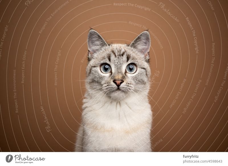 schöne junge Katze Porträt auf braunem Hintergrund Hauskatze Kurzhaarkatze Mischlingskatze Haustiere niedlich bezaubernd katzenhaft fluffig Fell winzig