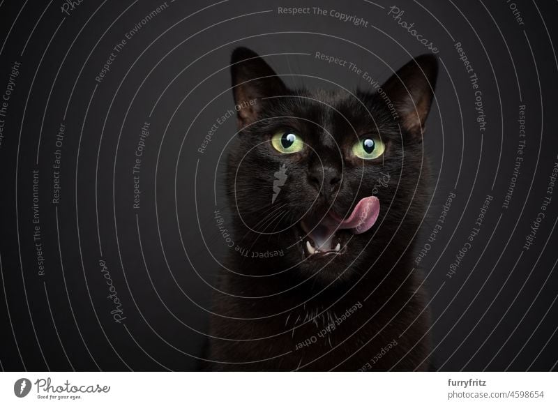 hungrige schwarze Katze auf schwarzem Hintergrund leckt Lippen Porträt Hauskatze Kurzhaarkatze Mischlingskatze Haustiere niedlich bezaubernd katzenhaft fluffig