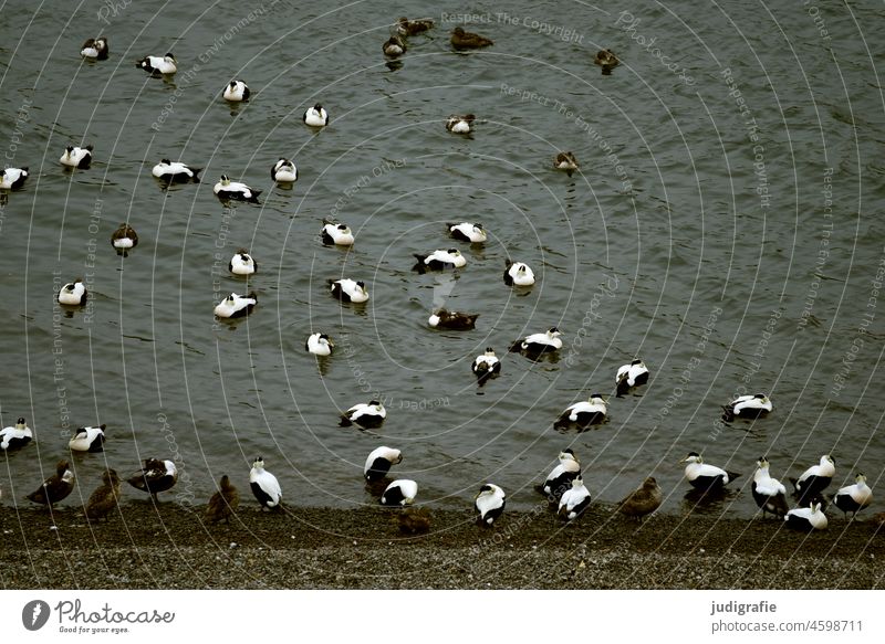 Eiderenten an isländischem Fjord Ente Entenvögel Vogel Tier Natur Wildtier Island Wasser Küste ufer Gruppe viele Tierwelt Daunen Federn Wildvogel Erpel