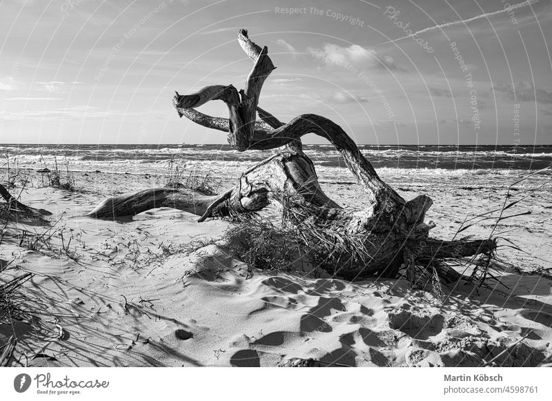 Baumwurzel an der Ostseeküste am Strand vor dem Meer in Schwarz und Weiß. Ast baltisch Darß Erholung schwarz auf weiß Paradies Pflanze Wurzel Sonne Sommer