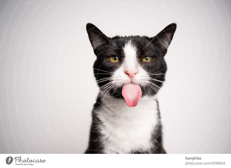 freche schwarz-weiße Katze streckt Zunge auf weißem Hintergrund mit Kopierraum heraus Haustiere Hauskatze katzenhaft Fell Ein Tier im Innenbereich Kurzhaarkatze
