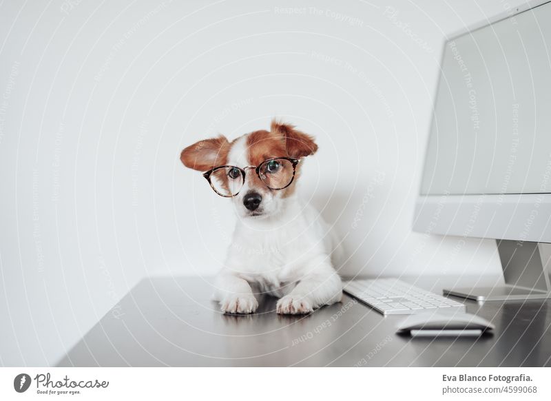 Nahaufnahme eines lustigen Jack-Russell-Hundes, der eine Augenbinde trägt und zu Hause im Büro am Computer arbeitet. Technologie und Haustiere in Innenräumen