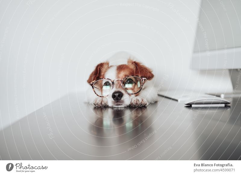 schöne Jack Russell Hund trägt Augenmode arbeiten zu Hause im Büro am Computer. Technologie und Haustiere in Innenräumen jack russell Laptop