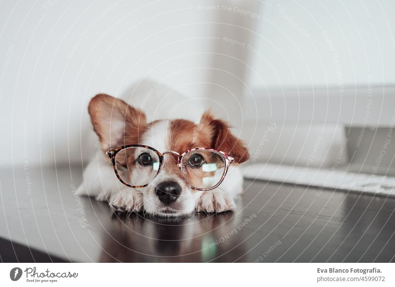 Niedlicher Jack Russell Hund mit Augenklappe, der zu Hause im Büro am Computer arbeitet. Technologie und Haustiere in Innenräumen jack russell Laptop