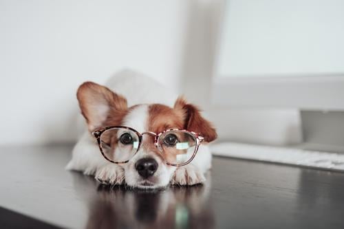 Niedlicher Jack Russell Hund mit Augenklappe, der zu Hause im Büro am Computer arbeitet. Technologie und Haustiere in Innenräumen jack russell Laptop