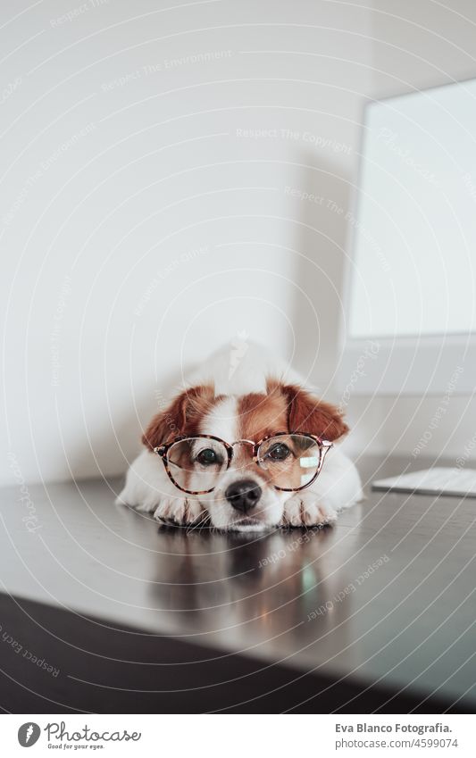 vertikale Nahaufnahme von niedlichen Jack Russell Hund trägt Auge tragen arbeiten zu Hause im Büro am Computer. Technologie und Haustiere in Innenräumen