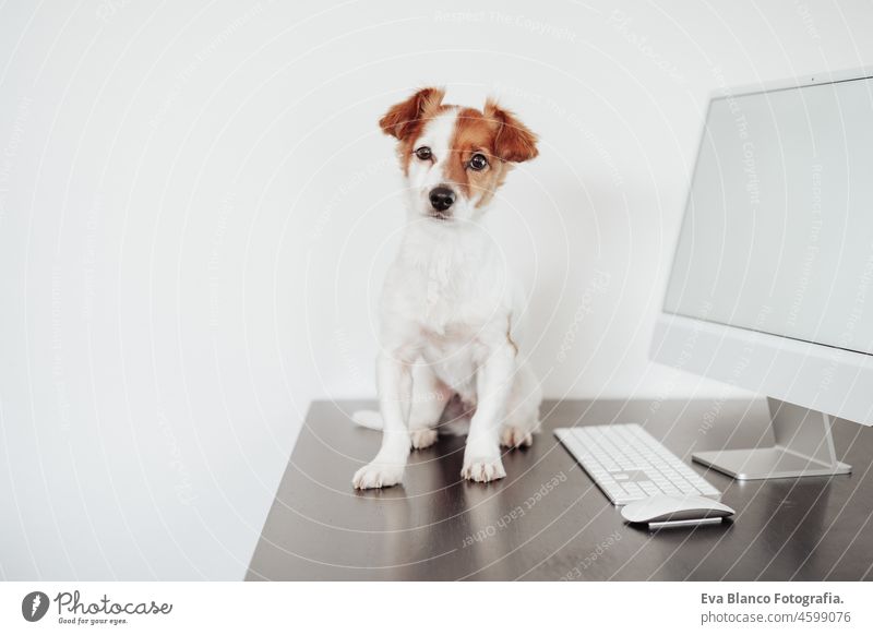 Vorderansicht eines niedlichen Jack Russell Hundes, der im Büro zu Hause am Computer arbeitet. Haustiere im Haus und Technik jack russell Laptop