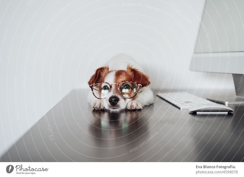 Niedlicher Jack Russell Hund mit Augenklappe arbeitet am Laptop im Home Office. Haustiere im Haus und Technik jack russell Technik & Technologie