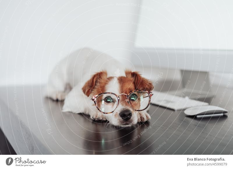 intelligenter Jack-Russell-Hund mit Augenklappe arbeitet am Laptop im Büro. Haustiere im Haus und Technologie jack russell Technik & Technologie