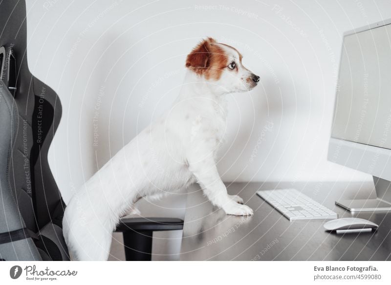 schöner Jack Russell Hund arbeitet am Computer zu Hause im Büro. Haustiere im Haus und Technik jack russell Laptop Technik & Technologie Heimarbeitsplatz