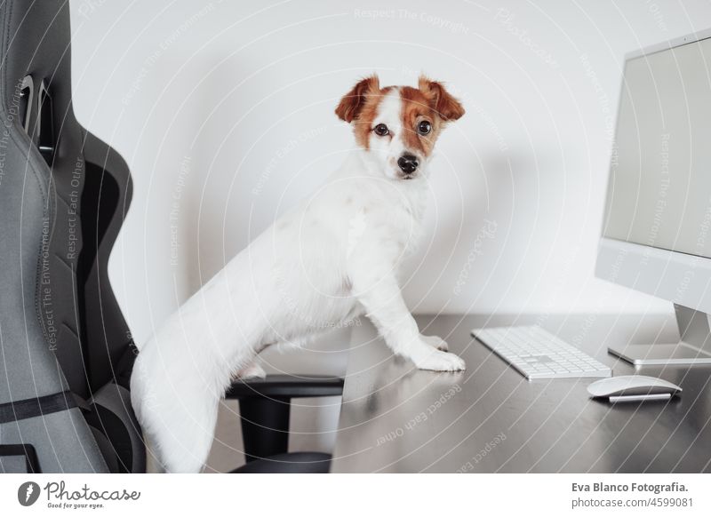 Porträt von niedlichen Jack Russell Hund arbeitet am Computer im Büro zu Hause. Haustiere drinnen und Technologie jack russell Laptop Technik & Technologie
