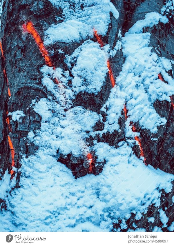 rote Markerierung an Baum im Winter zur Baumfällung Waldrodung Schnee Markierung Baumstamm Natur Außenaufnahme kalt Farbfoto Umwelt Waldnutzung holzindustrie