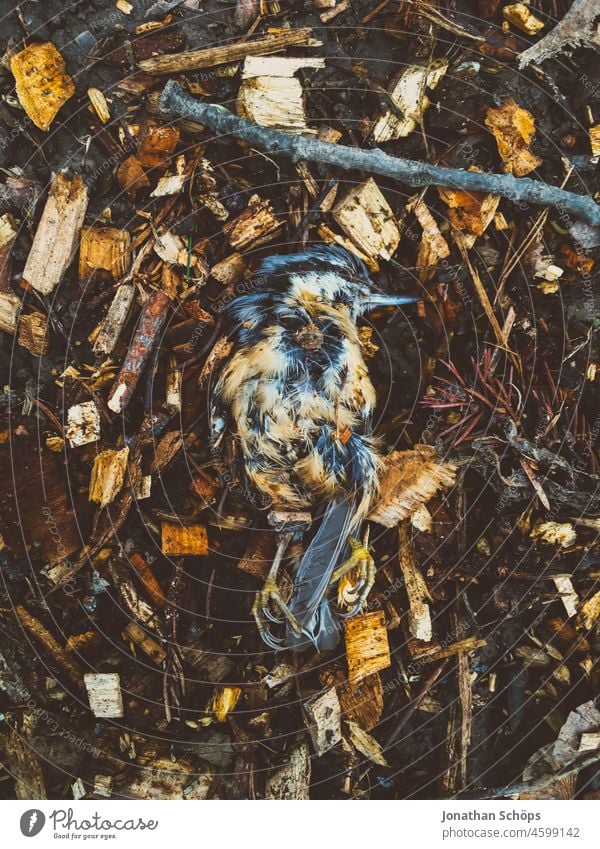 Vogel liegt tot auf Boden mit Mulch gestorben sterben artensterben Umwelt Umweltschutz heimisch Wald Waldboden mulch Trauer Tierreich Tod Natur liegen