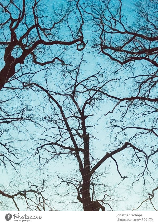kahle Baumkronen im Winter vor Himmel Froschperspektive Äste blauer Himmel Silhouette Äste und Zweige Zweige u. Äste Außenaufnahme Ast Umwelt Pflanze Natur