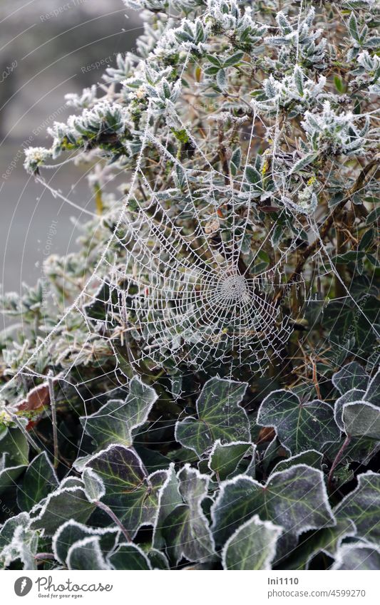 immer gut vernetzt Natur Winter Winterstarre Frost draußensein Efeu Spinnennetz Spinnengewebe elastisch Raureif Eiskristalle Sträucher