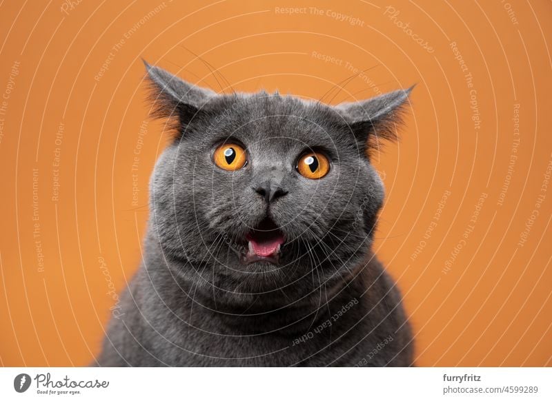 Britisch Kurzhaar Katze lustig Gesicht Porträt schauen schockiert mit Ohren gefaltet zurück Ein Tier Studioaufnahme im Innenbereich Rassekatze Haustiere
