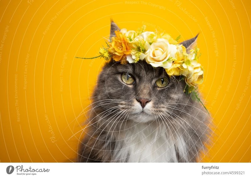 niedliche Katze trägt Blumenkrone mit gelben Blüten auf gelbem Hintergrund Haustiere Porträt Krone Blütezeit Ein Tier Studioaufnahme gelber Hintergrund schön