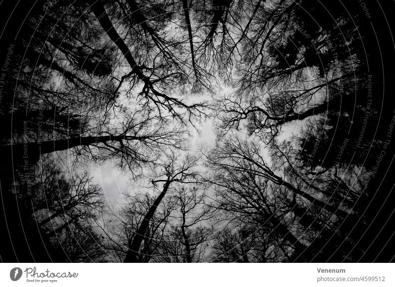 Baumkronen ohne Blätter im Winter im Wald, Schwarz/Weiß Wälder Bäume Waldboden Bodenanlagen Unkraut Bodenbewuchs Kofferraum Rüssel Baumstämme Natur Landschaft