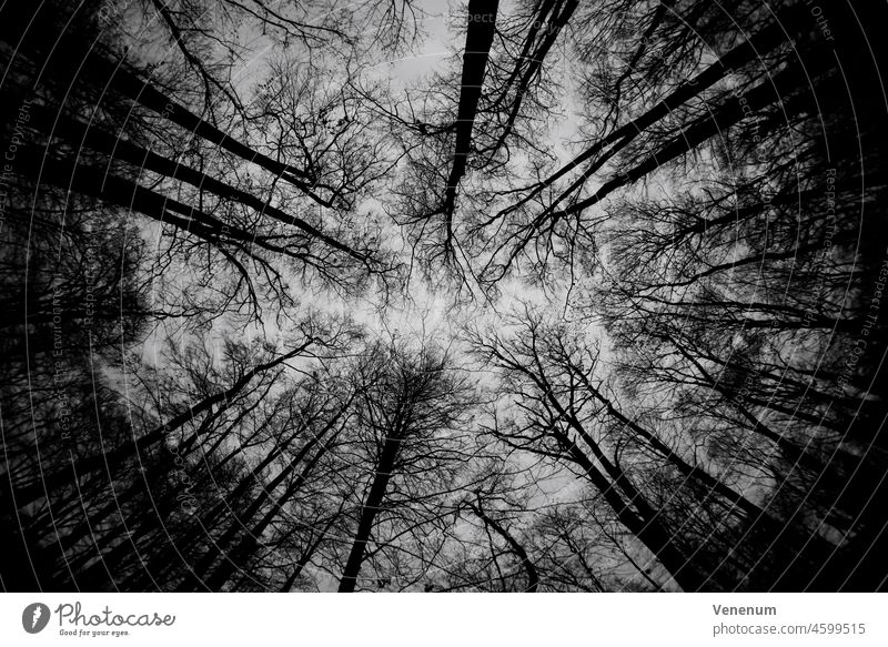 Baumkronen ohne Blätter im Winter im Wald, Schwarz/Weiß Wälder Bäume Waldboden Bodenanlagen Unkraut Bodenbewuchs Kofferraum Rüssel Baumstämme Natur Landschaft