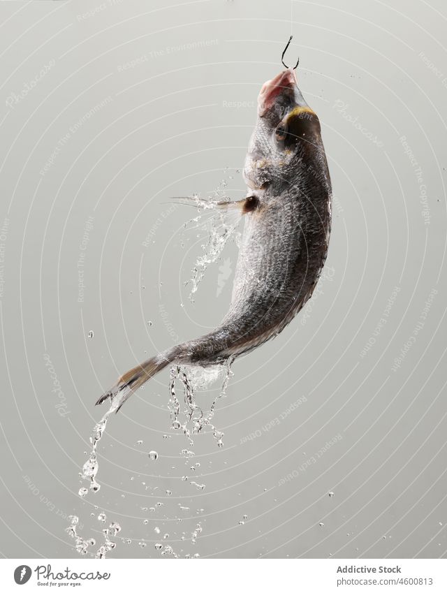 Wasser fällt von rohem Fisch, der im grauen Studio hängt Lebensmittel frisch Wassertropfen Haken Meeresfrüchte hängen Fischen Produkt ungekocht Protein Mahlzeit