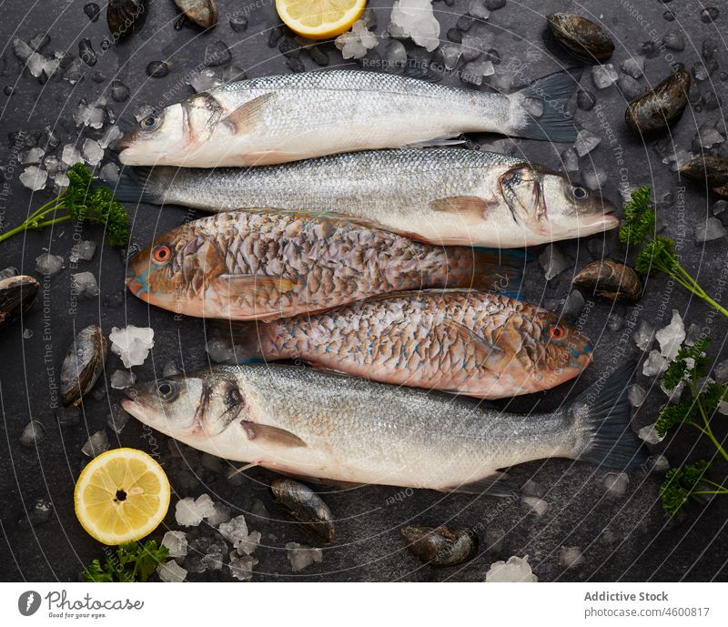 Gemischter roher Fisch und Muscheln mit Zitronen und Kräutern auf dem Tisch Miesmuschel Meeresfrüchte Eis frisch Lebensmittel Abendessen Küche Bestandteil