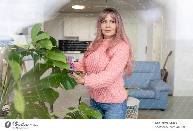 Frau sprüht Blätter in der Wohnung Pflanze Blatt Spray Pflege Hausarbeit Flora Raum Wasser geblümt besinnlich Licht feminin Appartement Pullover Vorschein