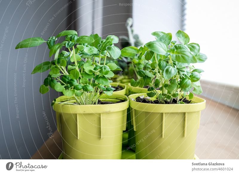 Garten auf der Fensterbank. Gesundes Mikrogemüse für die Ernährung zu Hause anbauen. Vitamin Fenstersims grün organisch Saatgut Vitamine Athlet Küche Mikro-Grün