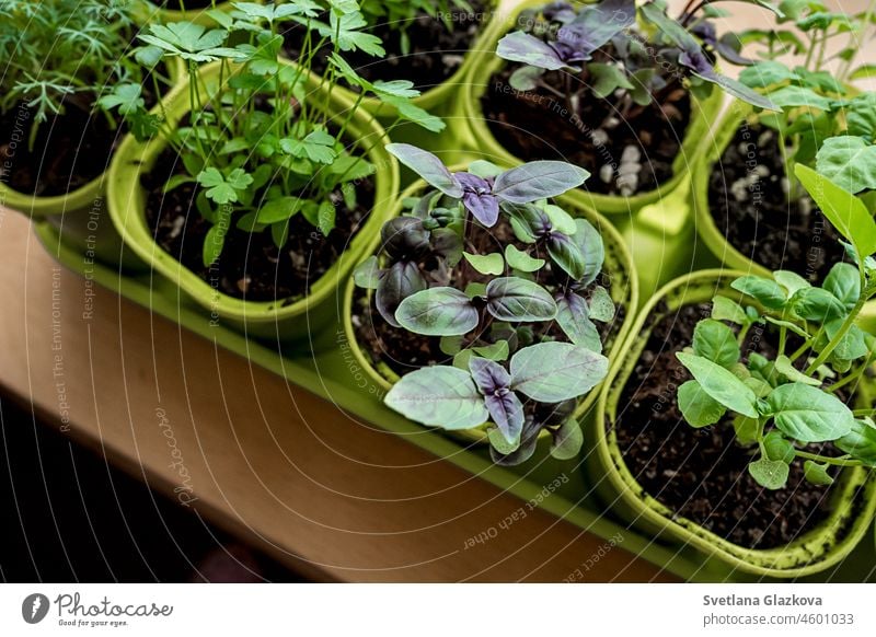 Garten auf der Fensterbank. Gesundes Mikrogemüse für die Ernährung zu Hause anbauen Vitamin Fenstersims grün organisch Saatgut Vitamine Athlet Küche Mikro-Grün