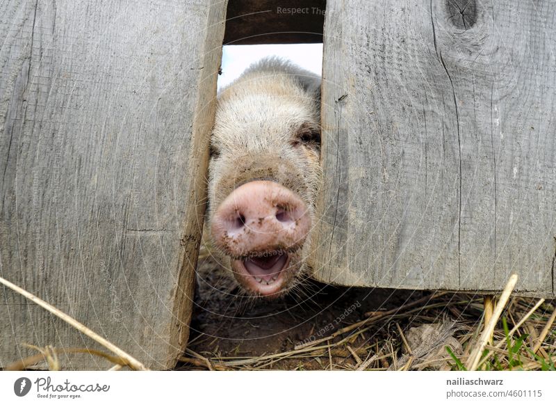 Minipig neues jahr Glückseligkeit Glücksbringer Schweinefleisch Landschaft landwirtschaftlicher betrieb Tiergehege tiergerecht artgerechte tierhaltung bio Hof