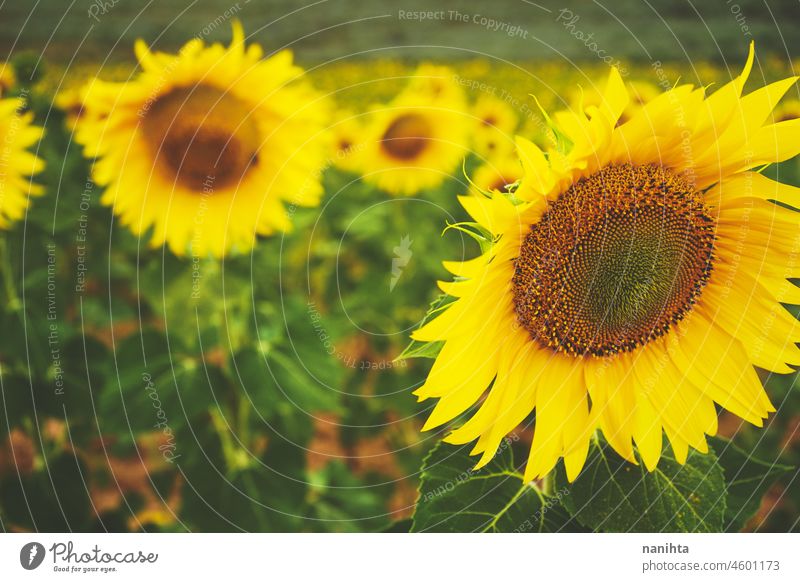 Sonnenblumenfeldfrüchte an einem sonnigen Tag Sommer Herbst Erdöl Ernte Ackerbau Feld Schönheit wunderschön Hintergrund Bild Oberfläche Natur natürlich Arbeit