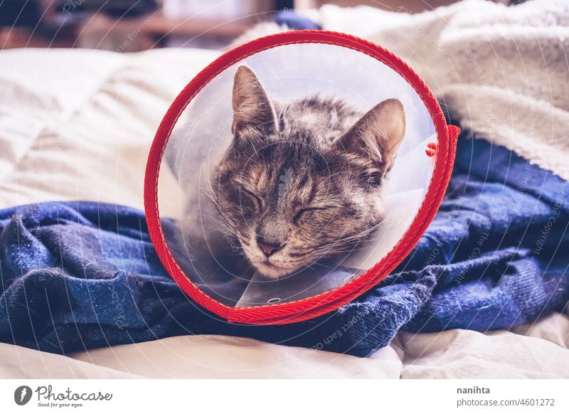Graue Katze trägt nach einer Operation zu Hause ein Schutzhalsband Tierarzt Zapfen elisabethanisches Halsband Kragen krank Verletzungen traurig Traurigkeit